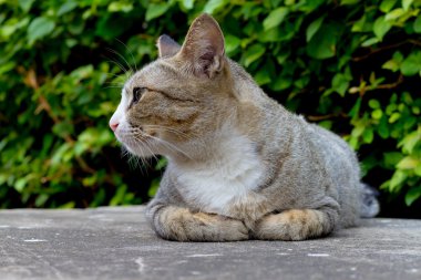kedi sit beton yere çömelmiş.