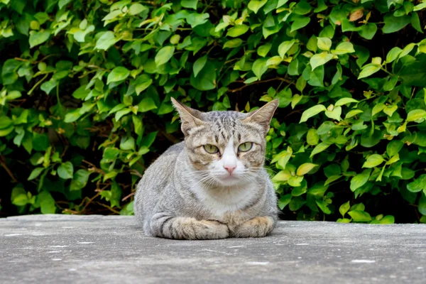 Cat sit crouched on the concrete floor. — Stock Photo, Image