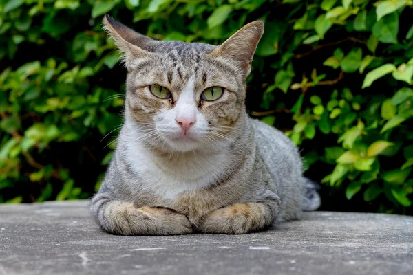 Cat sit crouched on the concrete floor. — Stock Photo, Image