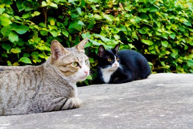 kedi sit beton yere çömelmiş.