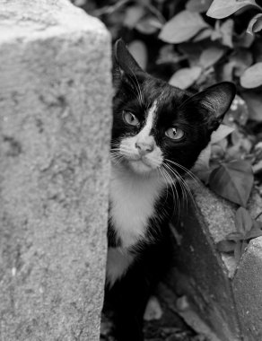 Şirin küçük kedi dışarı bakmak ve göz formu niş ile an