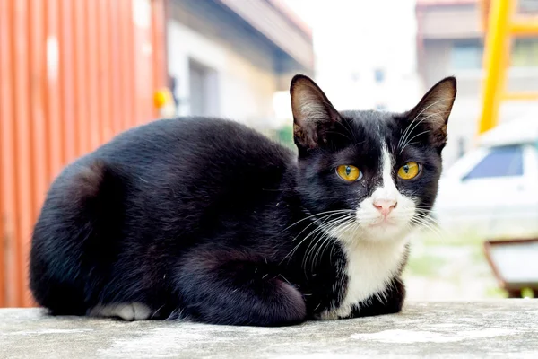 Gato sentado agachado en el suelo de hormigón . — Foto de Stock