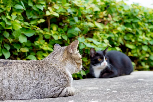 Gato sentado agachado en el suelo de hormigón . — Foto de Stock