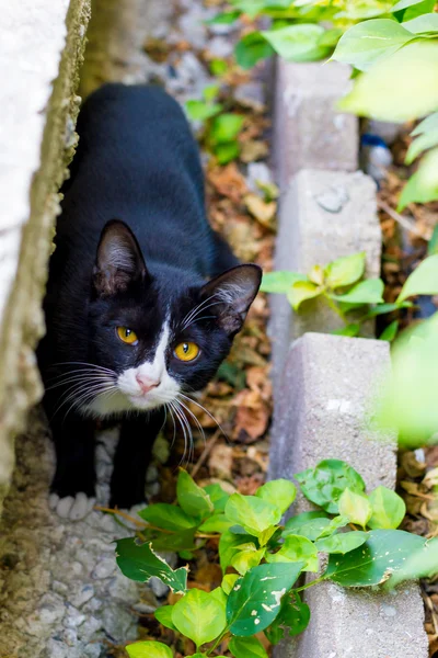 Carino piccolo gatto sbirciando fuori e guardare forma la nicchia intravedere con — Foto Stock