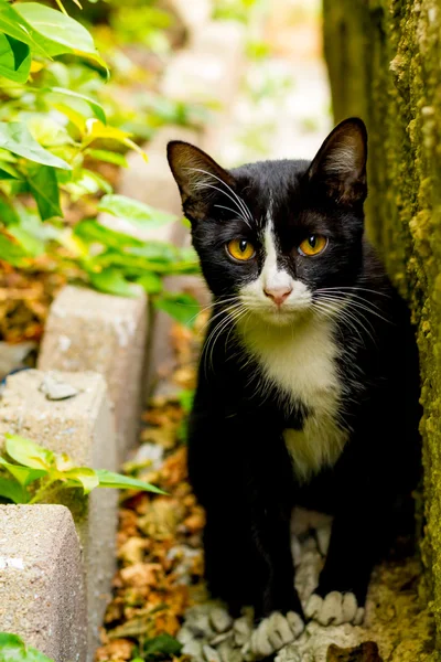 Lindo pequeño gato sentado y miró a la cámara — Foto de Stock