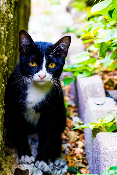 Lindo pequeño gato sentado y miró a la cámara — Foto de Stock