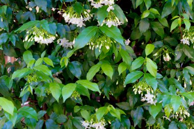 Doğal arka plan: Wrightia bileğinde Benth küçük beyaz çiçek