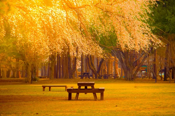 Bank in het park — Stockfoto