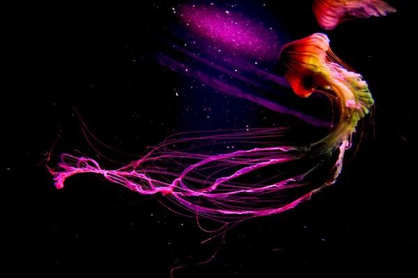 Beautiful jellyfish in the zoo — Stock Photo, Image