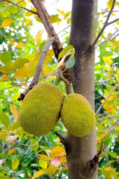 Jaca joven en árbol de jaca — Foto de Stock