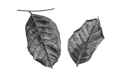 Beyaz arkaplanda kuru yapraklar.