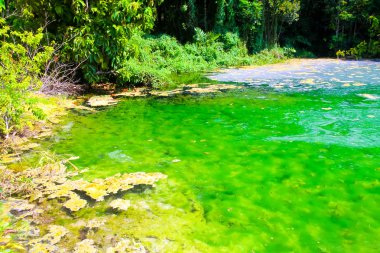 Temiz su ve orman Emerald havuzda güzel su kaynağında