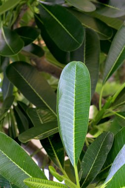 Yaprakları Frangipani çiçek arkası