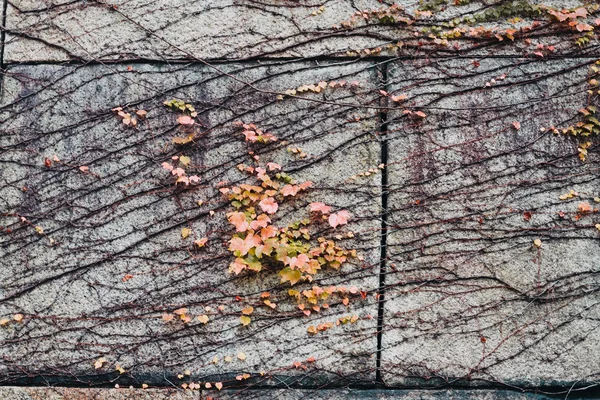 De wortels en de bladeren op de muur achtergrond. — Stockfoto