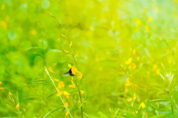 Background with flower and bee — Stock Photo, Image