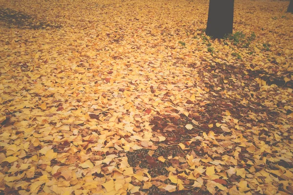 Fallen autumn leaves in the park,Leaves fall to the ground backg — Stock Photo, Image