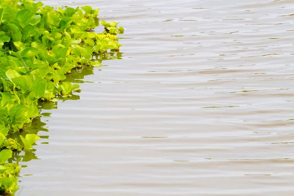 Fondo de jacinto de agua: un wat tropical americano flotante libre — Foto de Stock