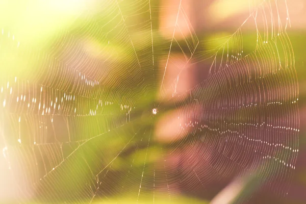 Spider net and morning sun light — Stock Photo, Image