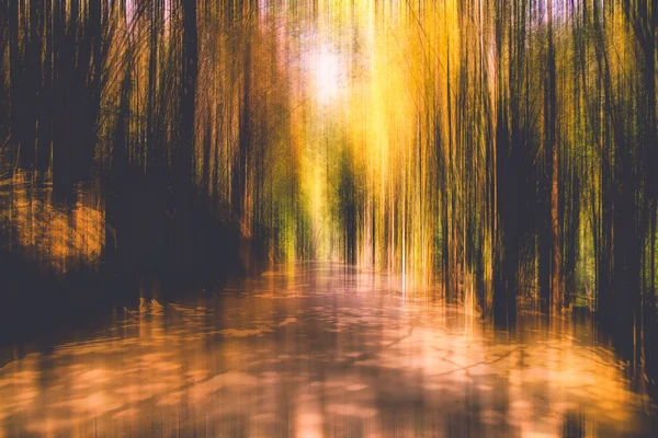 Бамбукові ліси та гравійні дороги — стокове фото