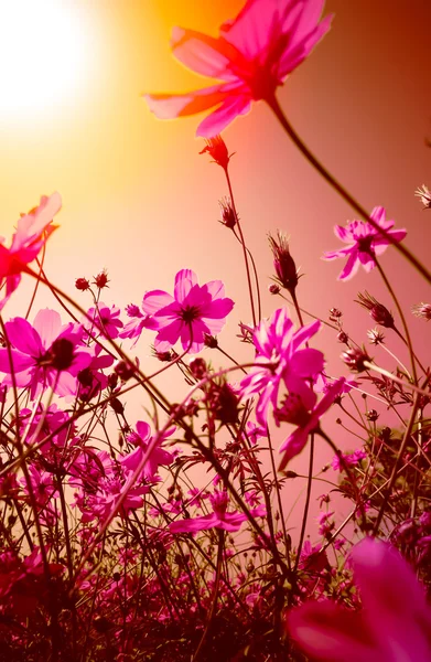 花の背景: 庭でヴィンテージ花 — ストック写真
