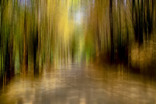 Estradas de floresta de bambu e cascalho — Fotografia de Stock