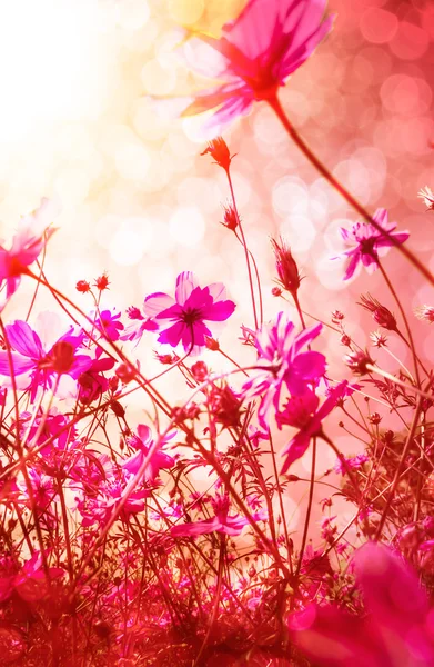 Fond de fleurs, belle fleur Vintage dans le jardin — Photo