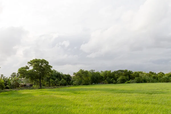 Grasland groene natuurlijke achtergrond — Stockfoto