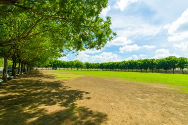 büyük ağaç dalı ve gündoğumu, büyük ağacının yaprak