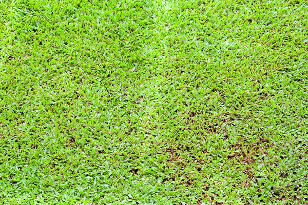 Fondo abstracto hierba verde  . —  Fotos de Stock