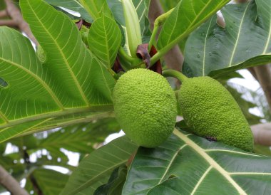 Meyveler: büyük, yuvarlak, nişastalı tropikal ağacın meyvesi,