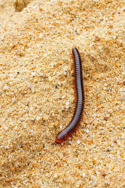 A milípede andando na areia, foco de seleção, close-up — Fotografia de Stock