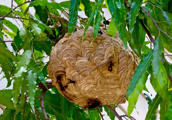 Hornissennest von Fleischfressern oder Vespa affinis — Stockfoto