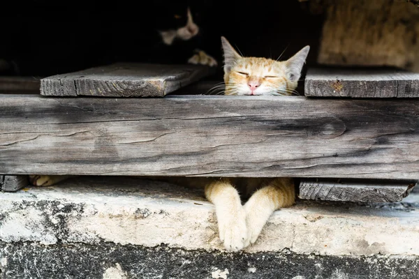 Macska alszik mögött fából készült panelek — Stock Fotó