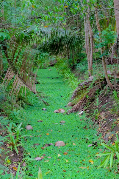 drainage ditches in the garden