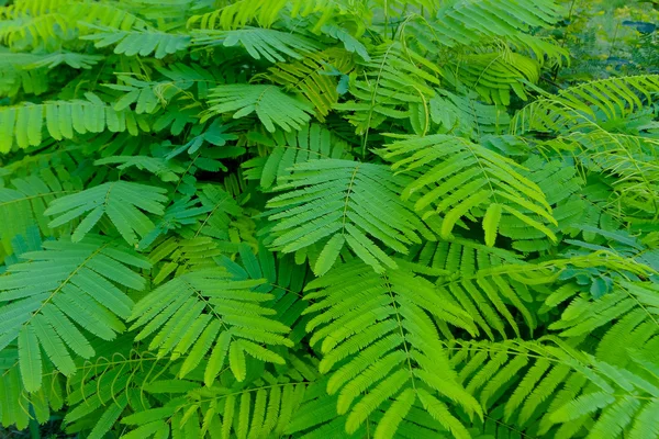 Acacia branche close-up par une journée ensoleillée — Photo