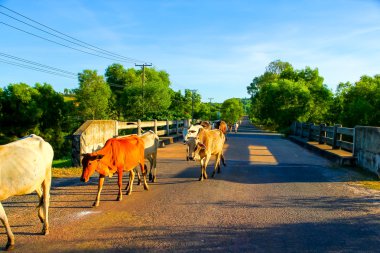 yolda yürürken kahverengi inek