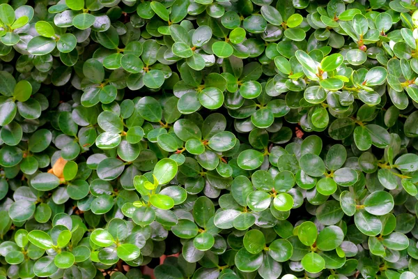 Green leaf abstract background — Stock Photo, Image