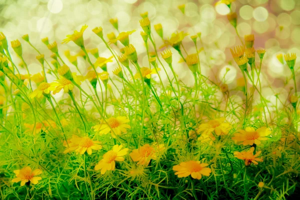 庭の花は美しい — ストック写真