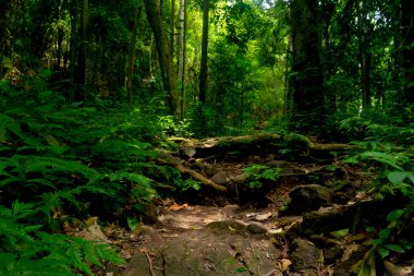 Doğa yürüyüşü yolu ormandaki