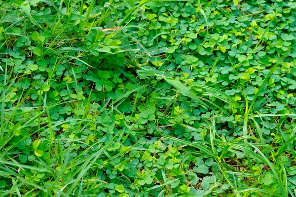 Hojas verdes fondo abstracto —  Fotos de Stock