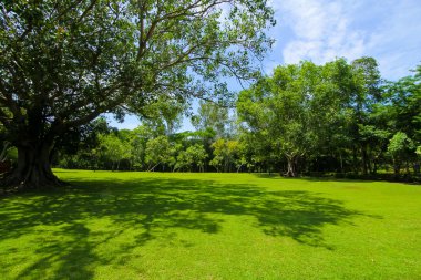 Büyük ağacın doğal park