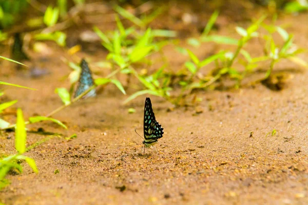 Butterfly eating Salt licks on ground — Stock Photo, Image