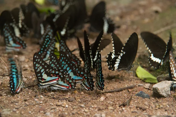 Groupe de papillon manger sel lèche sur le sol — Photo