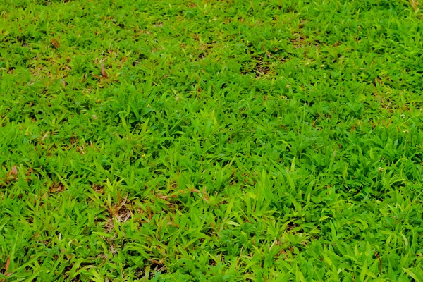 Verde tappeto erboso fondo terra — Foto Stock