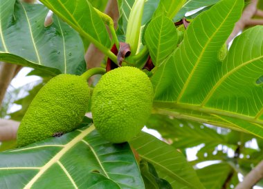 Meyveler: büyük, yuvarlak, nişastalı tropikal ağacın meyvesi,