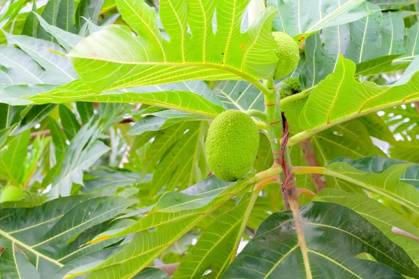 Fruto del pan: el fruto grande, redondo y amiláceo de un árbol tropical , — Foto de Stock
