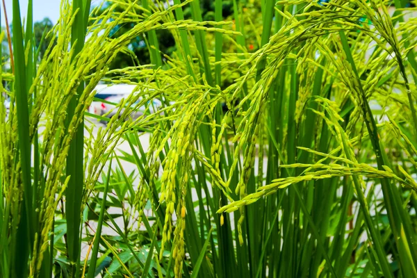 Yeşil pirinç arka planda flied — Stok fotoğraf