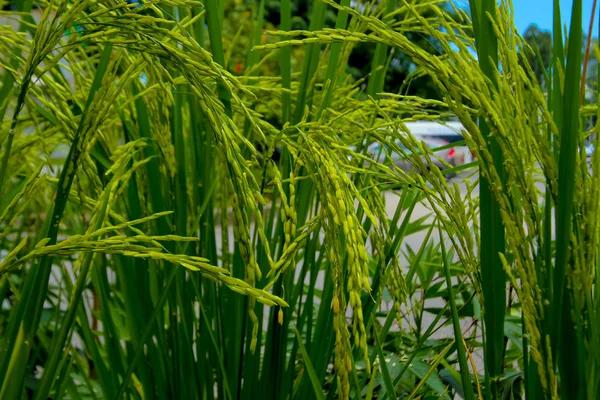 Yeşil pirinç arka planda flied — Stok fotoğraf