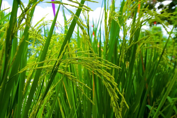 Yeşil pirinç arka planda under. — Stok fotoğraf