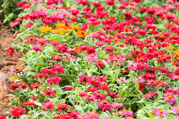 Zinnia violacea Cav. in the garden background. — Stock Photo, Image